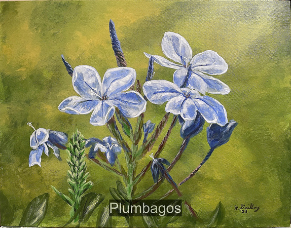Plumbagos